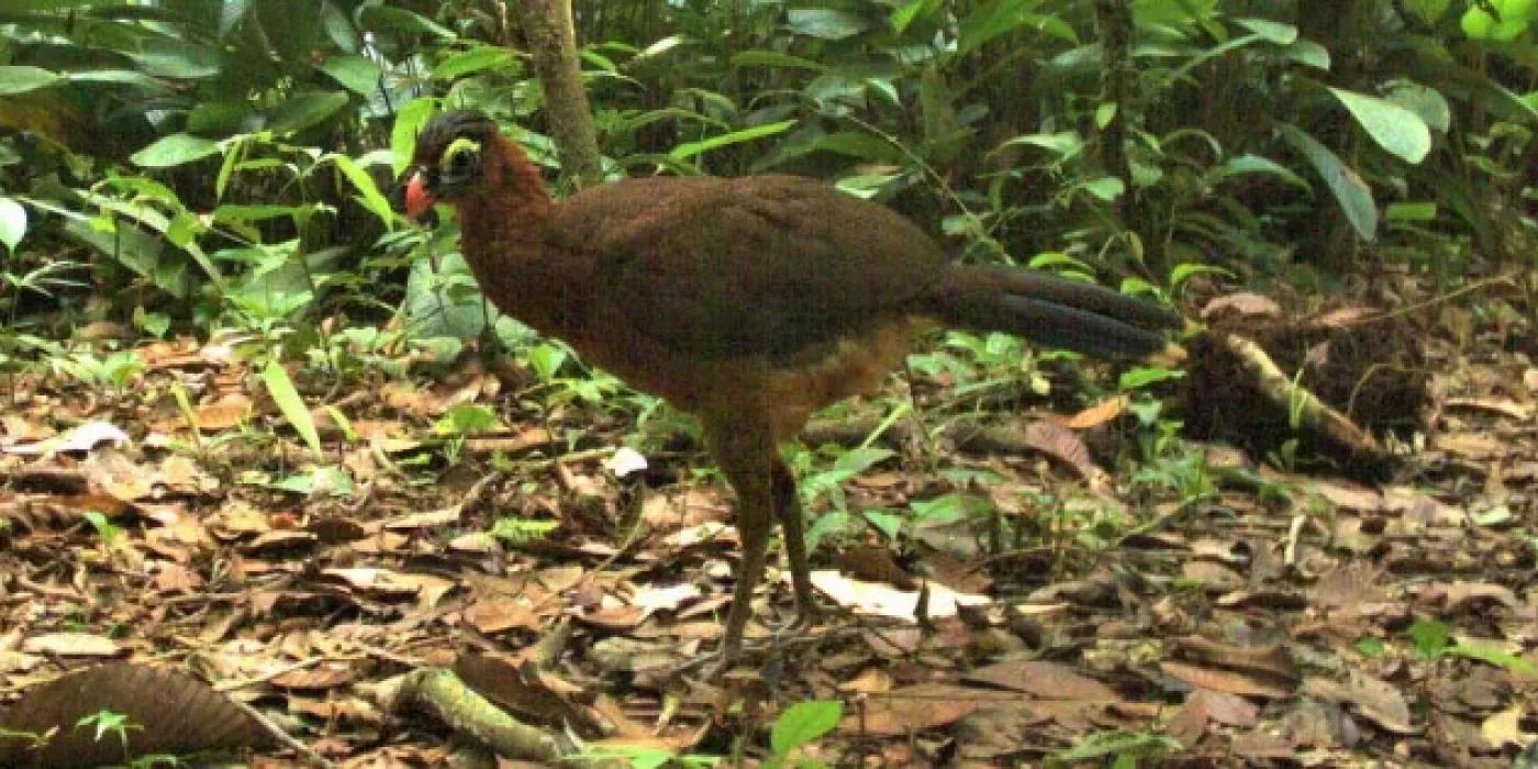 Paujil nocturno captado por una cámara trampa.