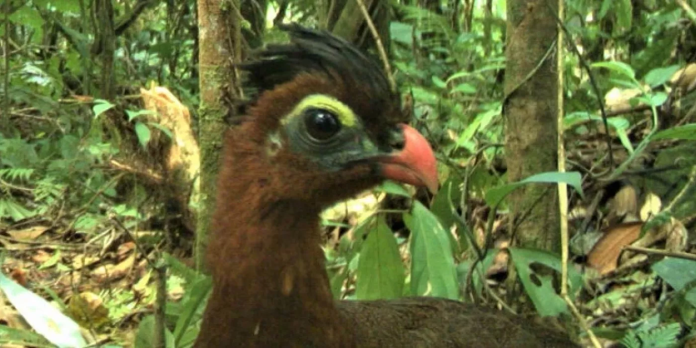 Paujil nocturno captado por una cámara trampa. 