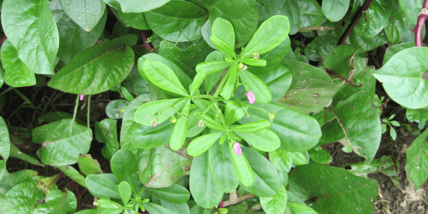 Texto alternativo imagen