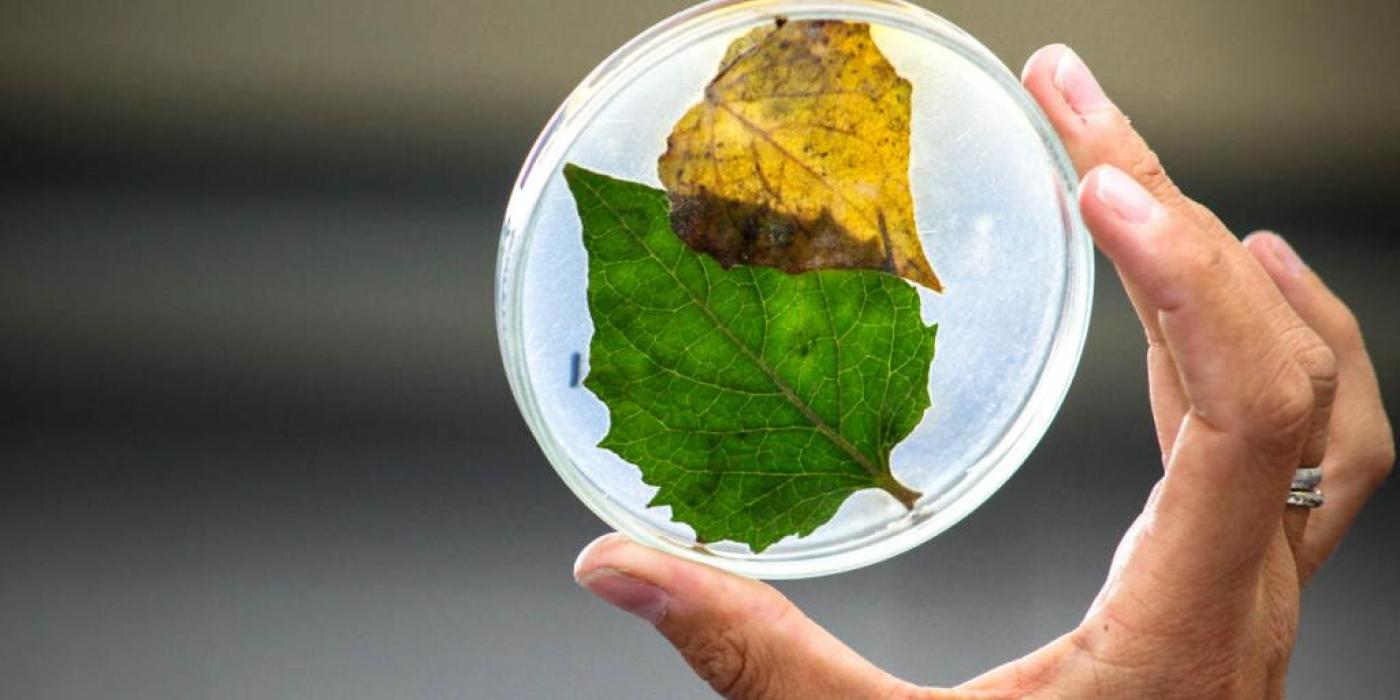 Texto alternativo imagen