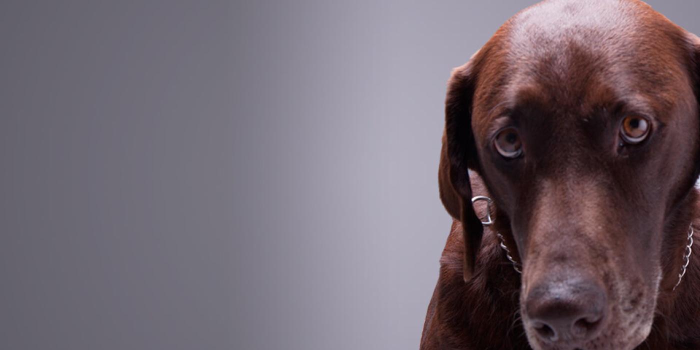 Texto alternativo imagen