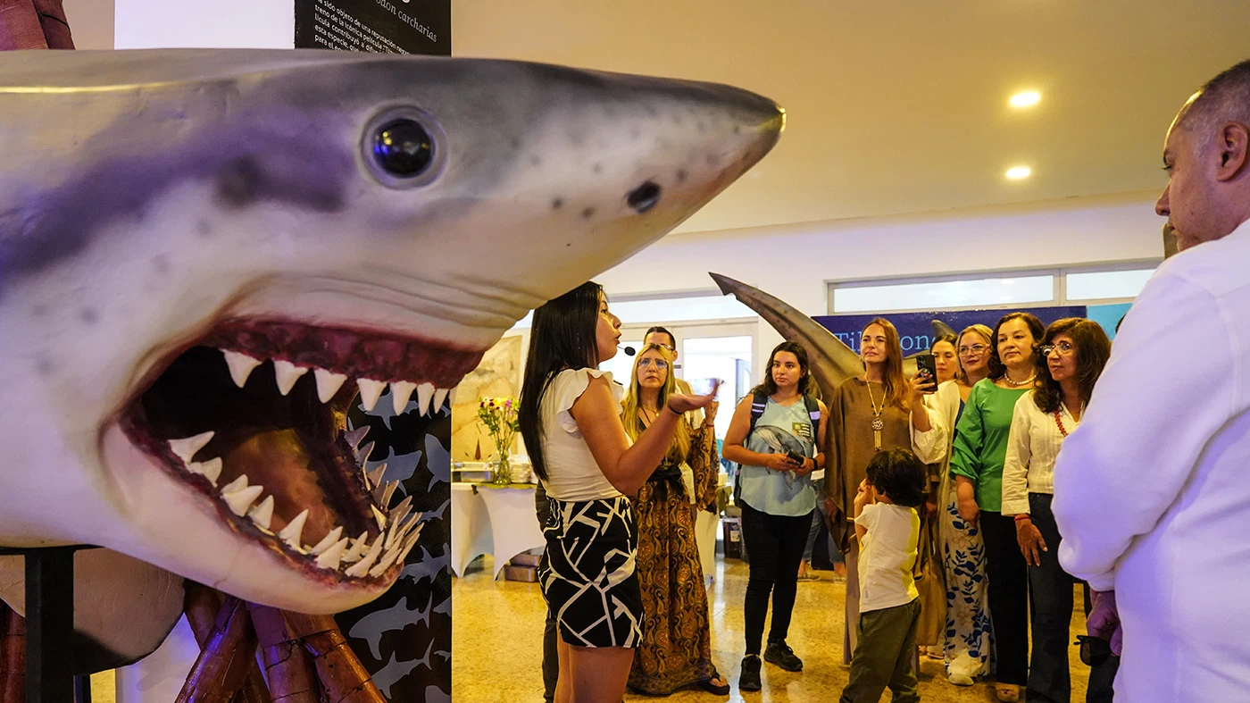 Exposición Tiburones en la COP-16
