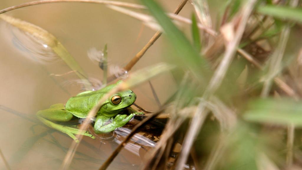 Una rana en su hábitat.