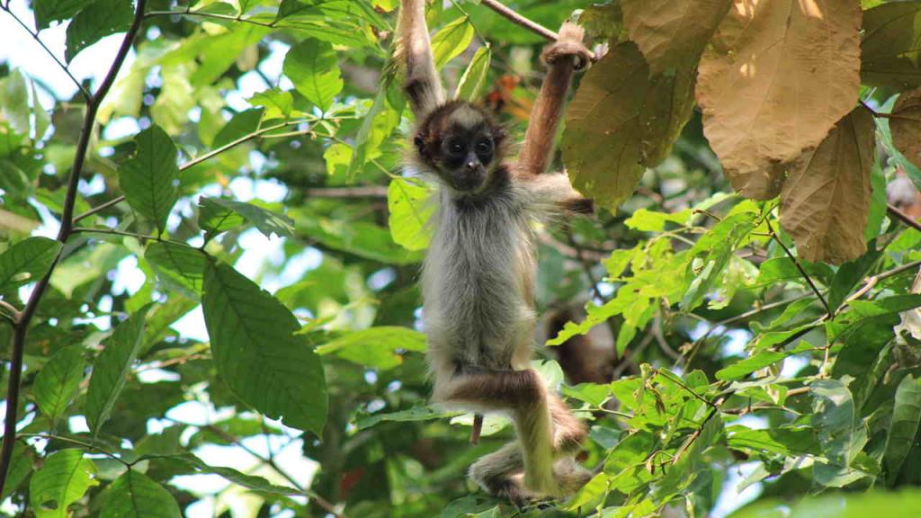 Imagen de uno de los micos que estudia el docente Andrés Link.