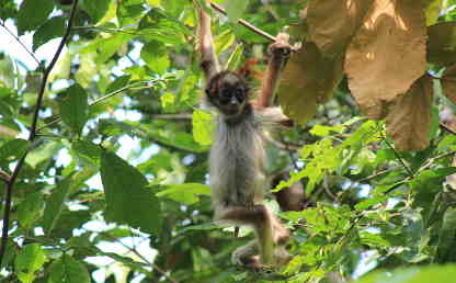 Image of one of the monkeys studied by professor Andrés Link