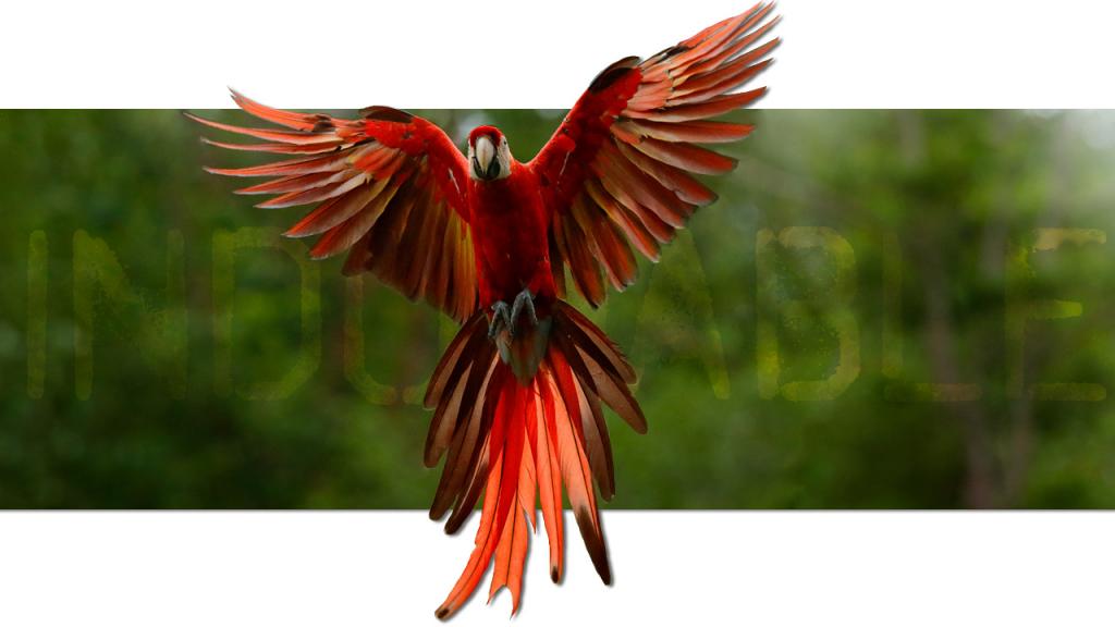 Loro rojo volando con sus alas extendidas.