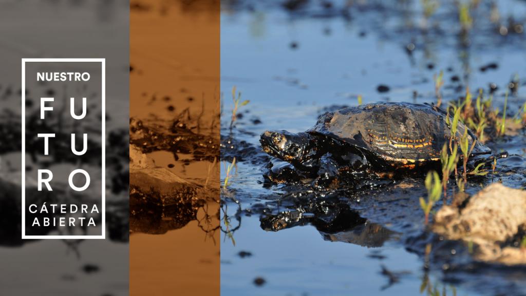 Una tortuga, en medio de un derrame de petróleo. 