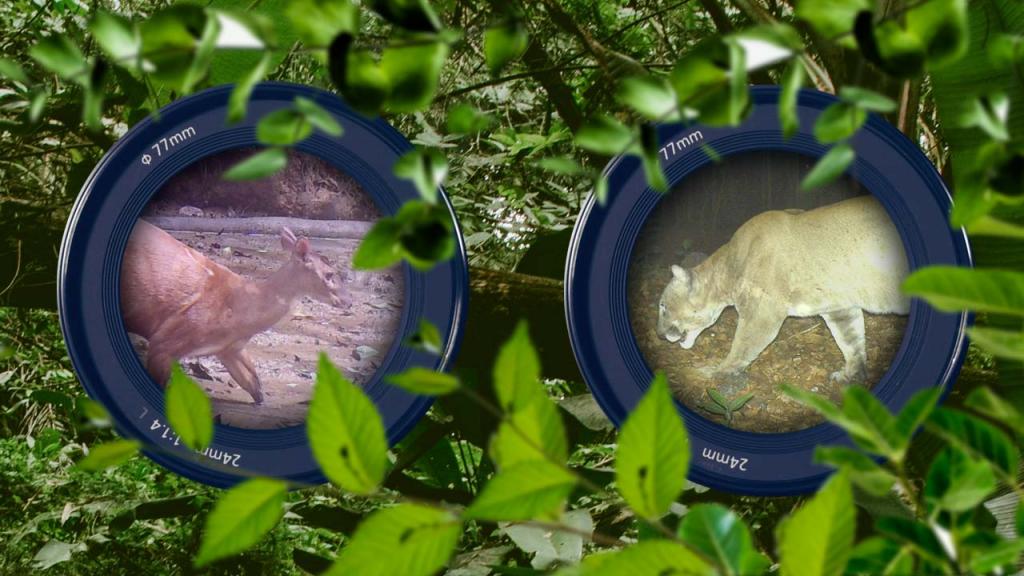 Composición gráfica de dos lentes de cámaras con la imagen de dos animales