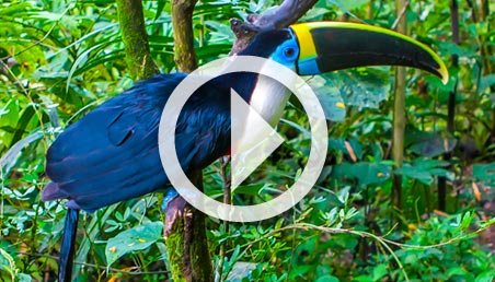 Un tucán se posa sobre una rama en el Amazonas.