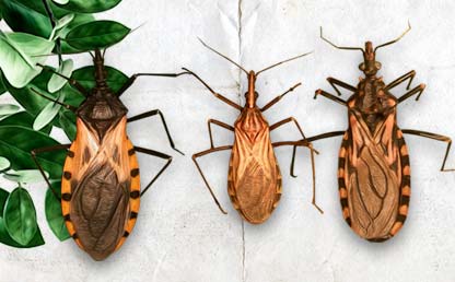 Illustrations of three insects that produce the Chagas disease