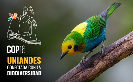 COP 16, pajaro mostrando la biodiversidad en Colombia