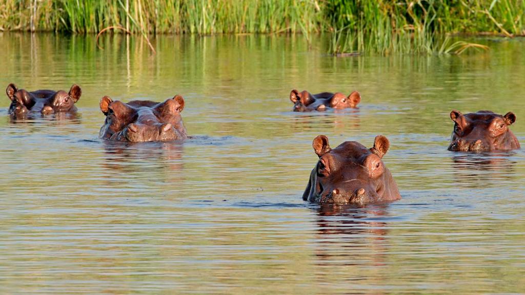 Foto de hipopótamos
