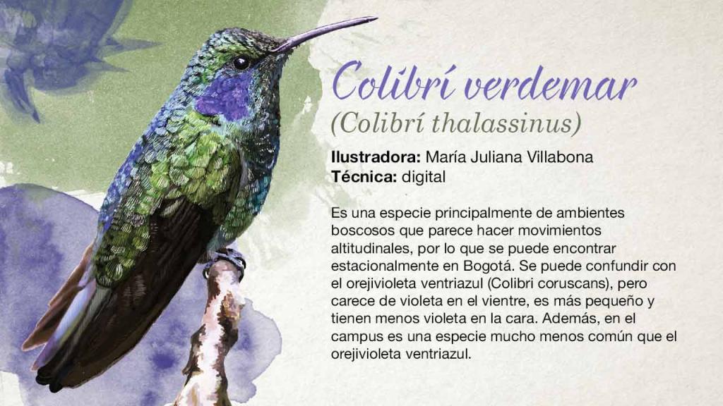 Ilustración de un colivrí verde y azul