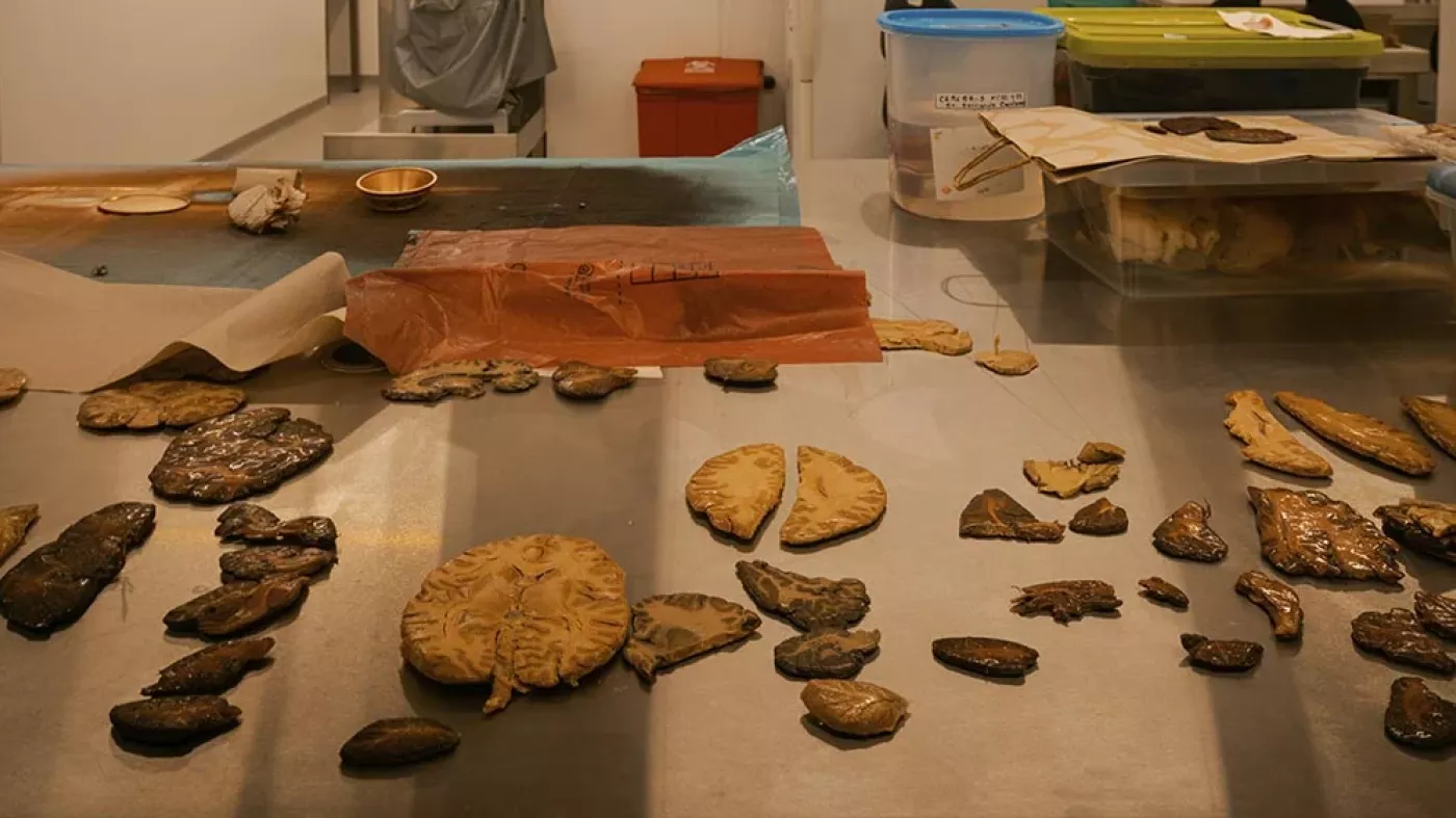 Técnicas de plastinación