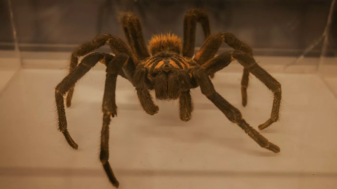 Araña