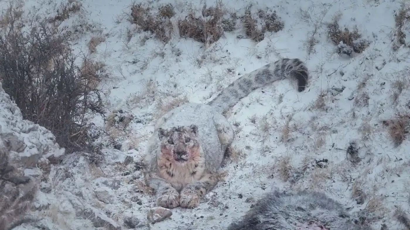 Leopardo de las nieves