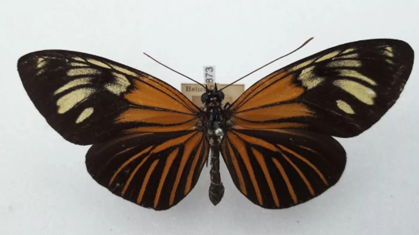 Heliconius erato