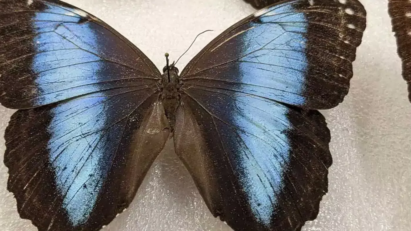 Mariposa