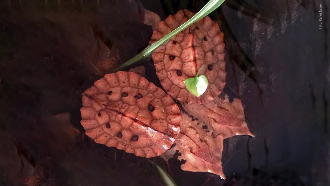 Foto de unas tortugas matamata decomisadas en Leticia