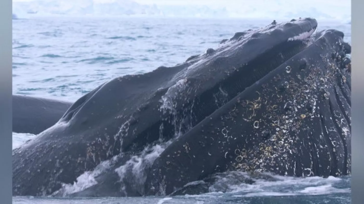 Una ballena jorobada alimentándose.