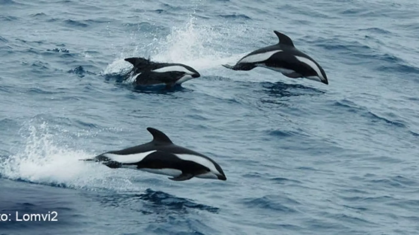 Delfines Houglass.