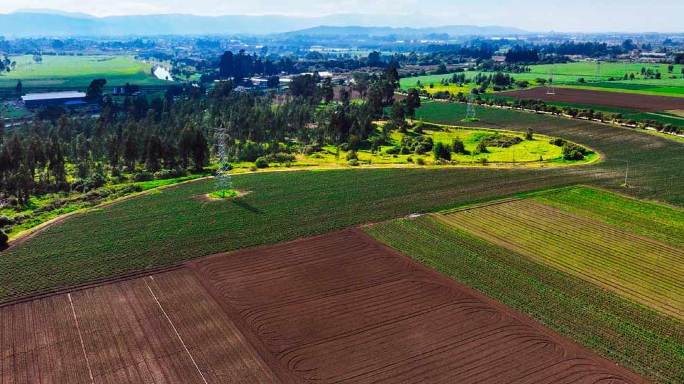 Foto de los campos sembrados de la Hacienda
