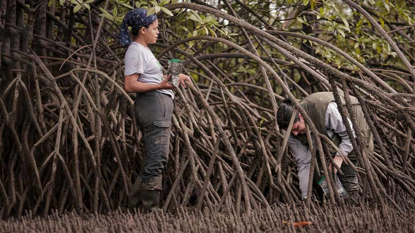 Las investigadoras toman muestras del suelo del manglar.