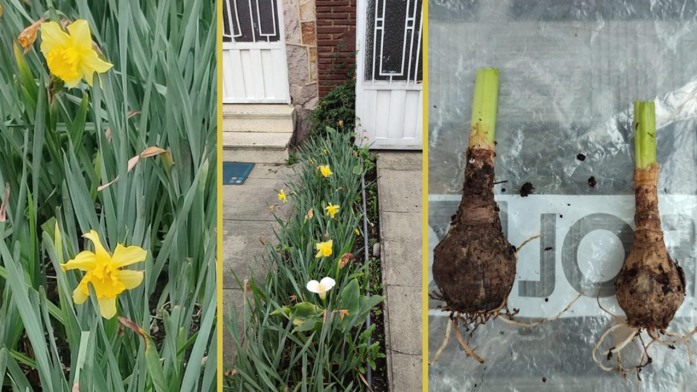 Flor Narcissus, jardín en el barrio Modelo Norte y bulbos de Narcissus
