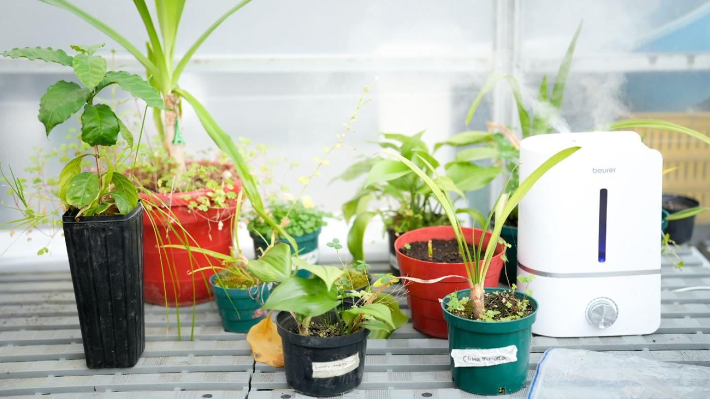 Ejemplares de Amarilidáceas en el invernadero de la Universidad de los Andes