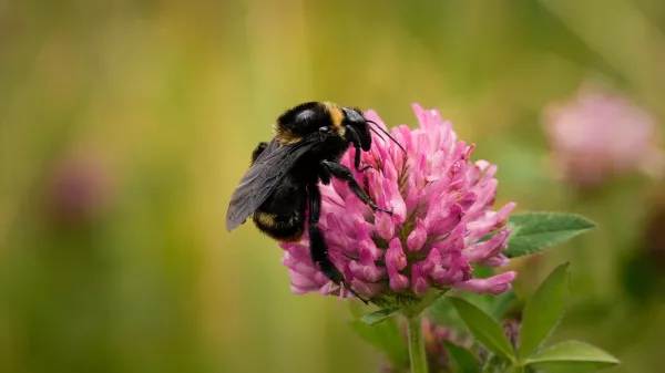 Bombus pauloensis en Sopó, Cundinamarca. 