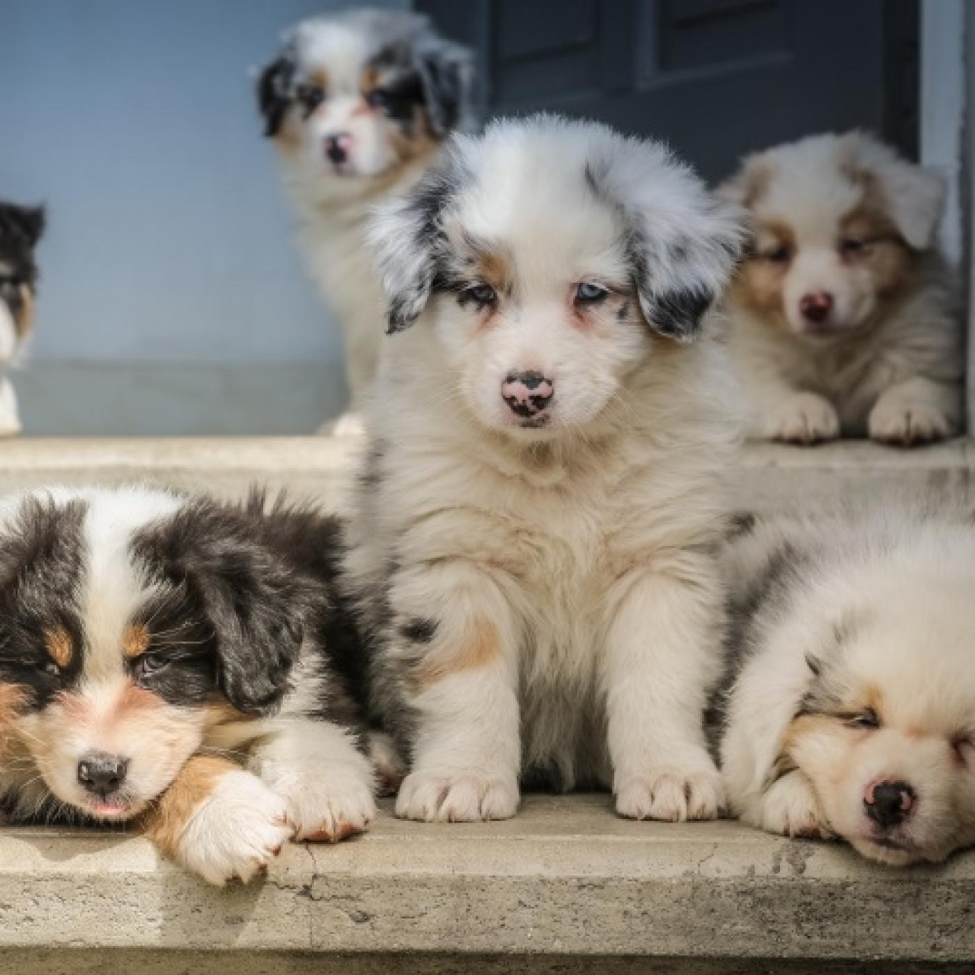 perritos