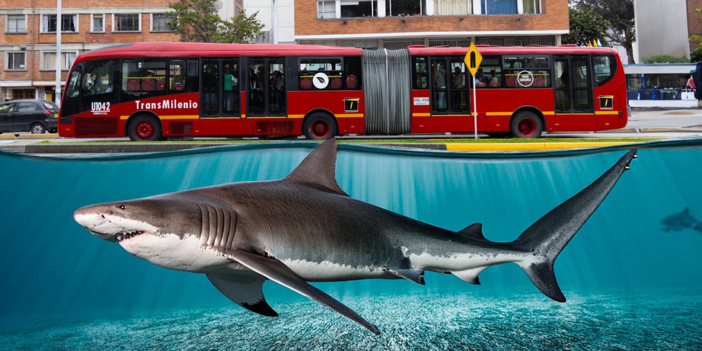 Megalodon