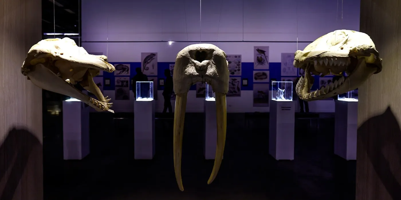 Foto de la exposición Historias Naturales: 400 años de ilustracion científica