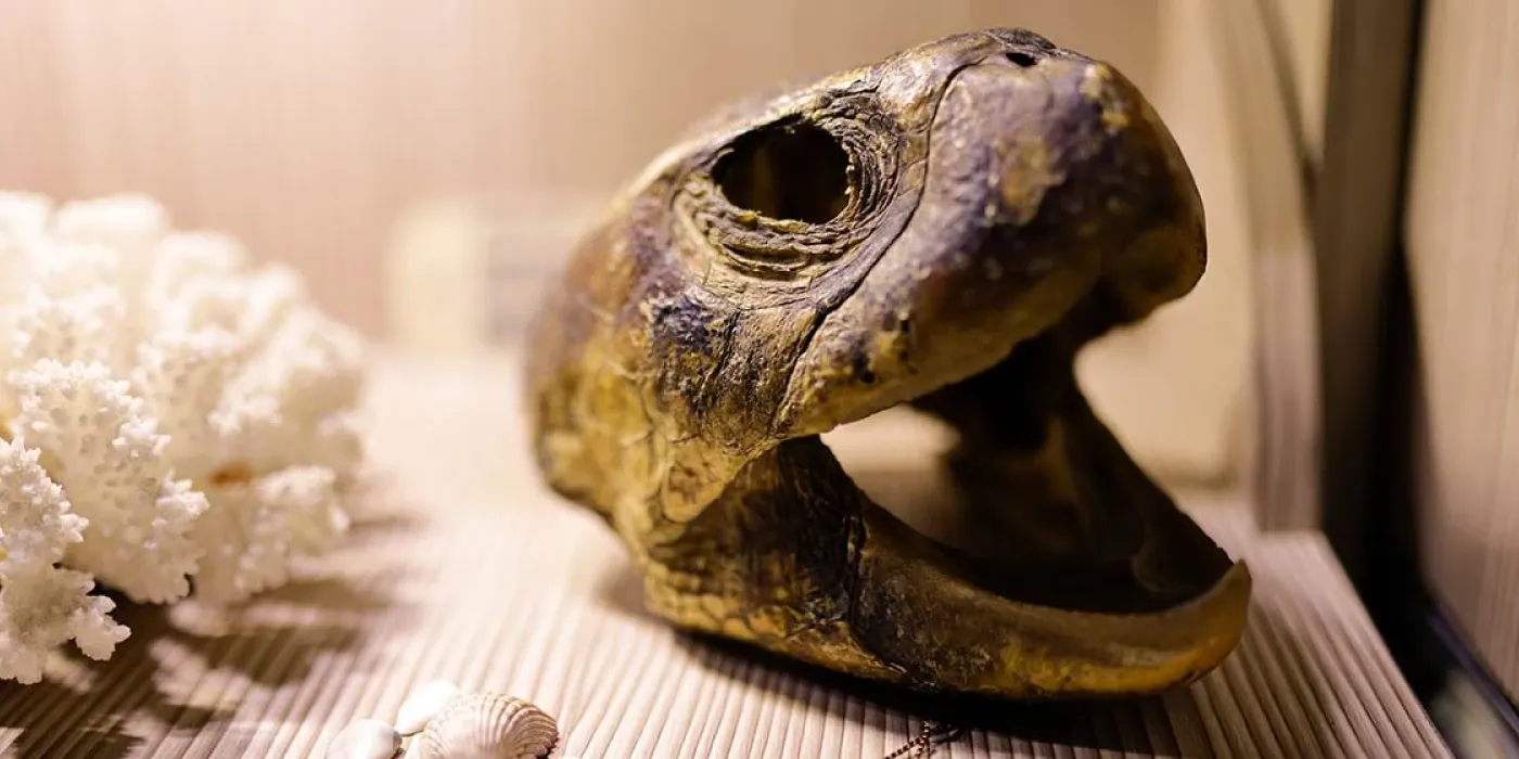 Craneo de tortuga