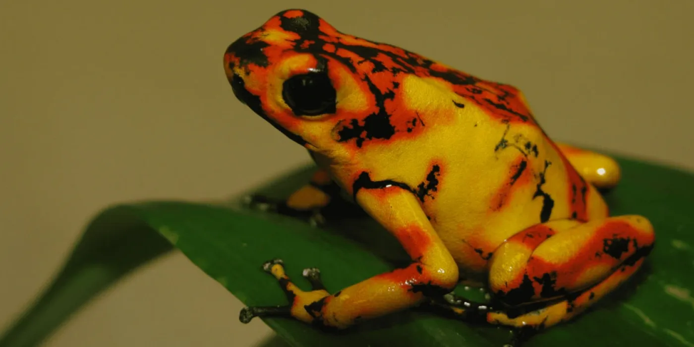 Rana amarilla