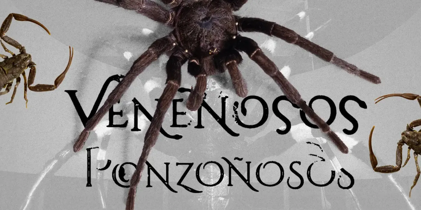Texto alternativo imagen