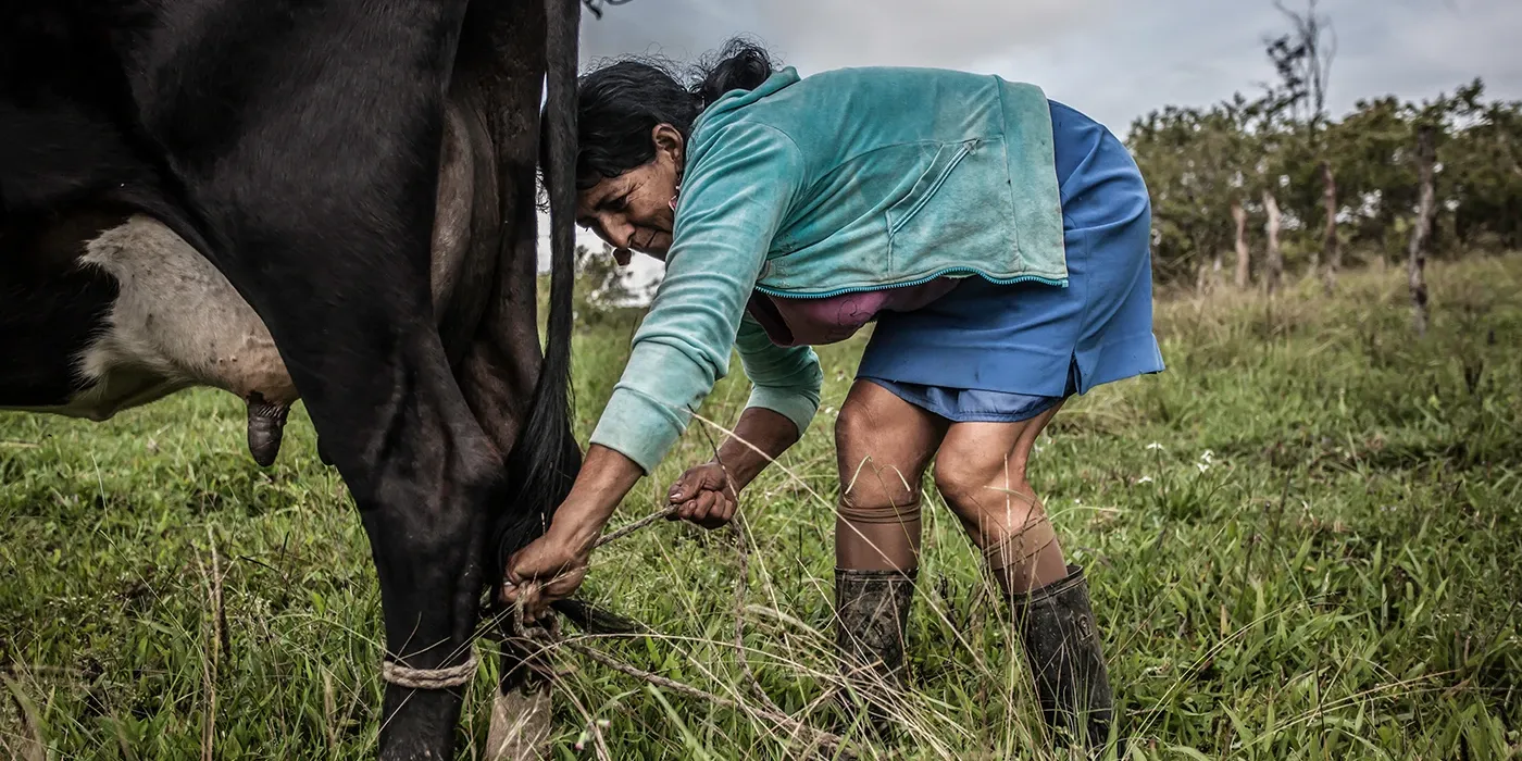 Mujer ordeñando una vaca