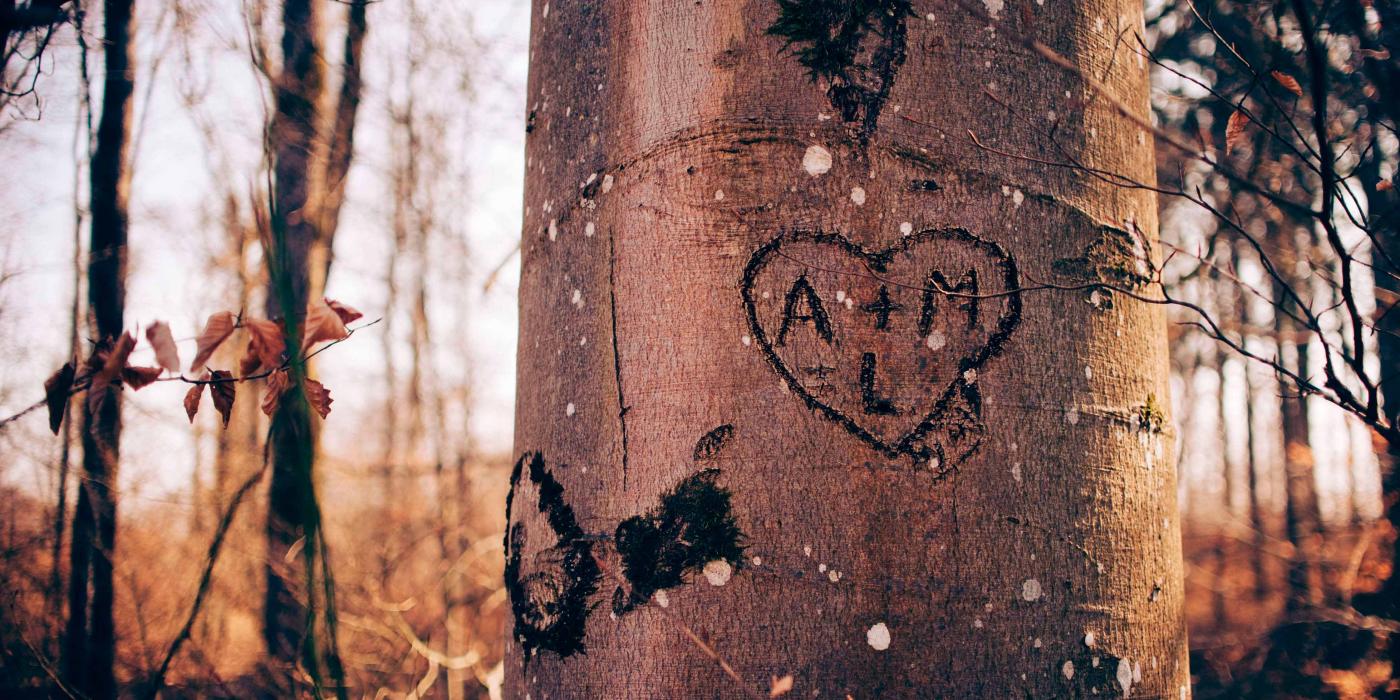 arbol