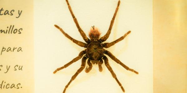 Animales venenosos y punzoñosos