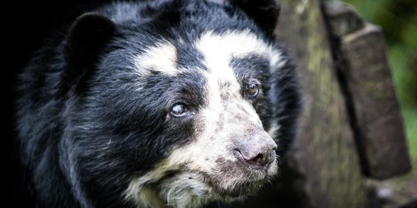 Oso Andino: buscan claves para su conservación