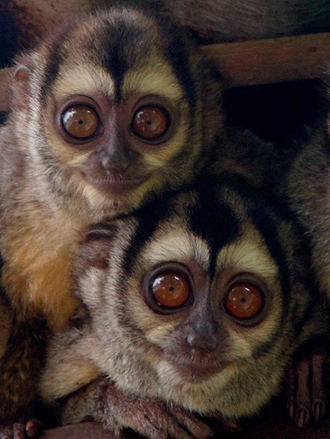 Río que separa linajes