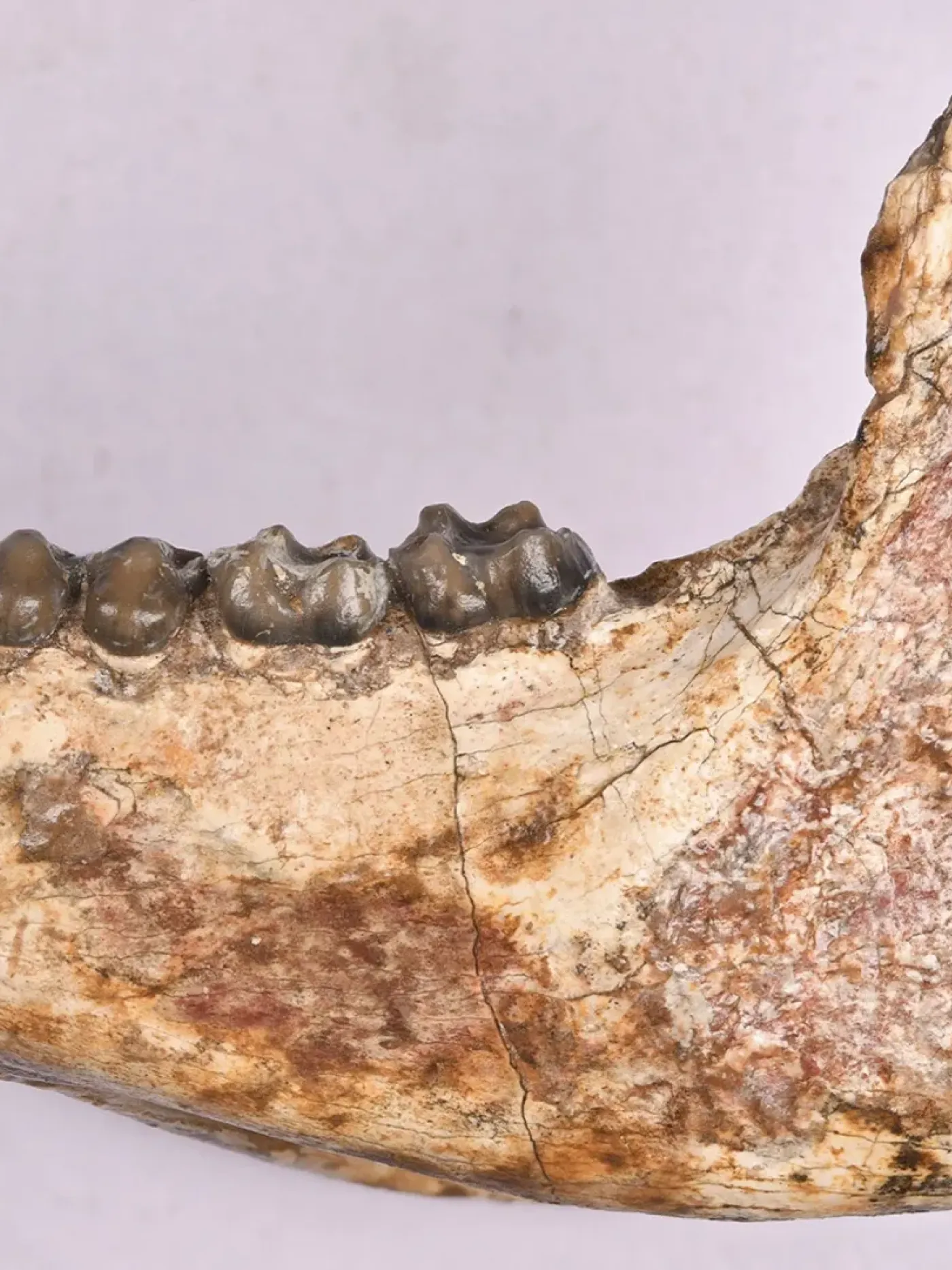 Fósil mono aullador