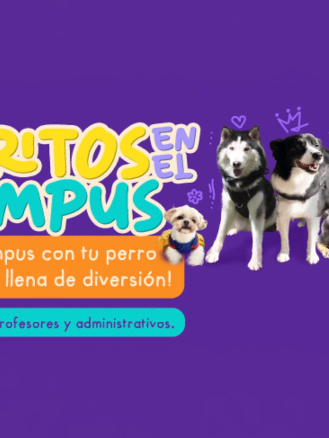 Perritos en el campus de Uniandes