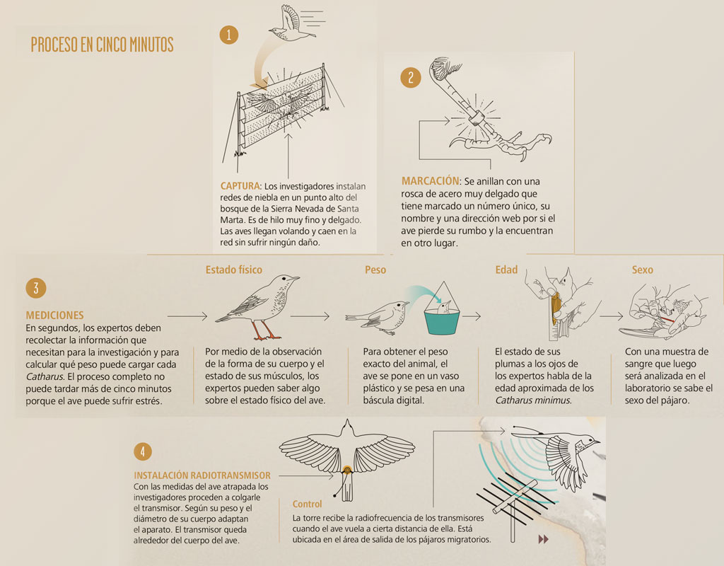 Infografía del proceso para anillar y poner radiotransmisores a aves migratorias que llegan a Colombia.